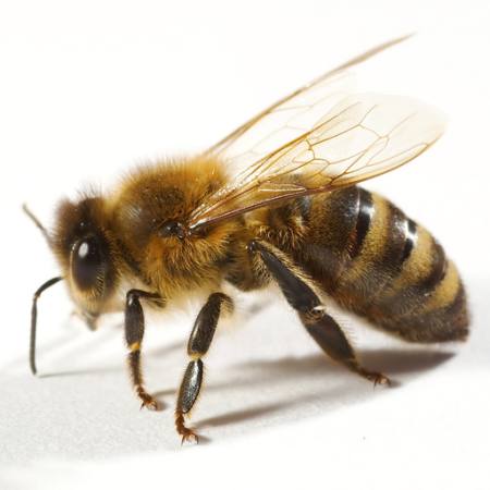 abelha, mosca, mel Tomo Jesenicnik - Dreamstime