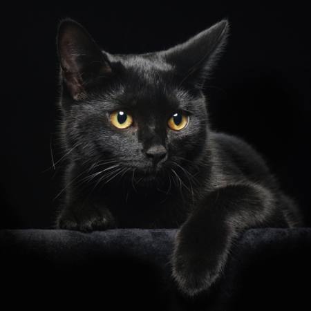 gato, animal Svetlana Petrova - Dreamstime