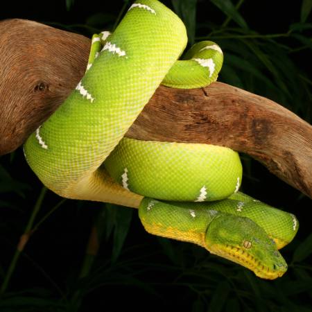 serpente, selvagem, animais selvagens, ramo, verde Johnbell - Dreamstime