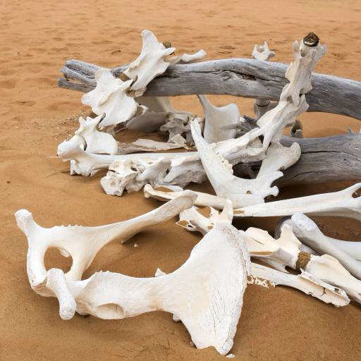 ossos, areia, praia, ramo Zwawol