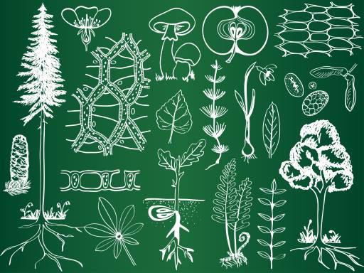 verde, tiragem, desenhos, árvore, árvores, folhas, cogumelos, maçã, frutas Kytalpa