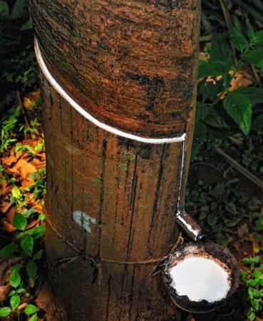 A madeira, árvore, leite Anatoli Styf - Dreamstime