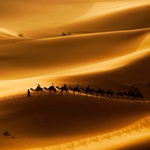areia, deserto, camelos, natureza Rcaucino