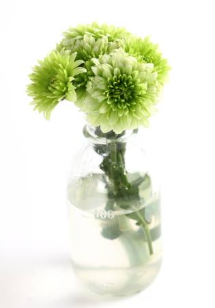 planta, flor, verde, água, tubo, vaso Kerstin Aust - Dreamstime