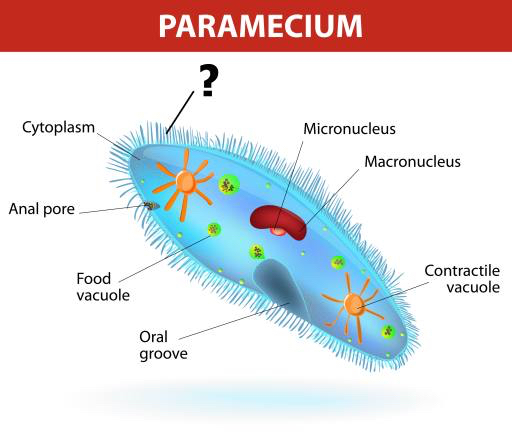 Paramecium, micronúcleos Designua