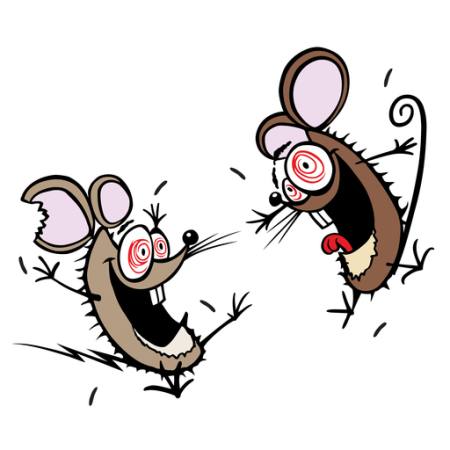 rato, ratos, insano, feliz, dois Donald Purcell - Dreamstime