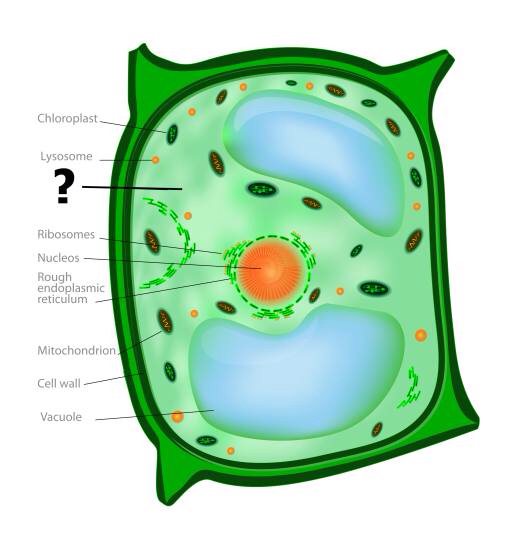 celular, celular, verde, laranja, cloroplastos, o núcleo, vacúolo Designua