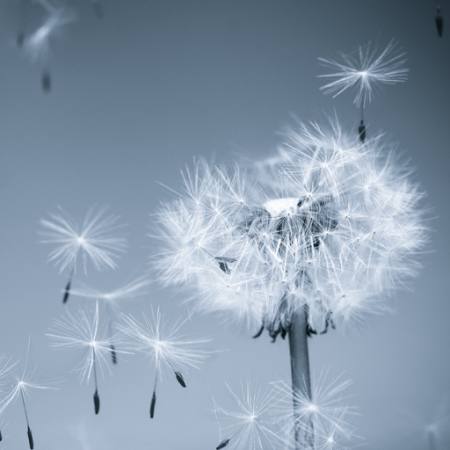 flor, voar, azul, céu, sementes Mouton1980 - Dreamstime