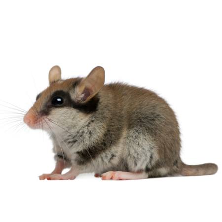 do rato, rato, animal Isselee - Dreamstime