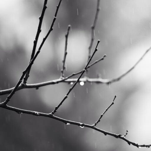 ramo, árvore, preto, branco, chuva, água Mtoumbev
