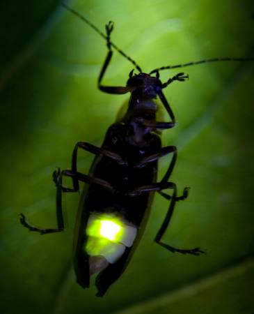 inseto, animal, selvagem, animais selvagens, pequeno, folha, verde Fireflyphoto - Dreamstime