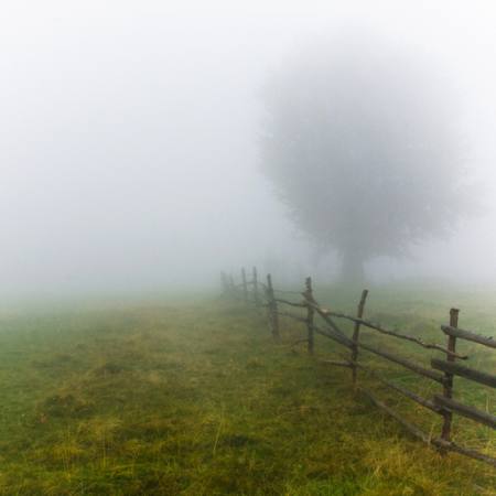 nevoeiro, campo, árvore, cerca, verde, capim Andrei Calangiu - Dreamstime