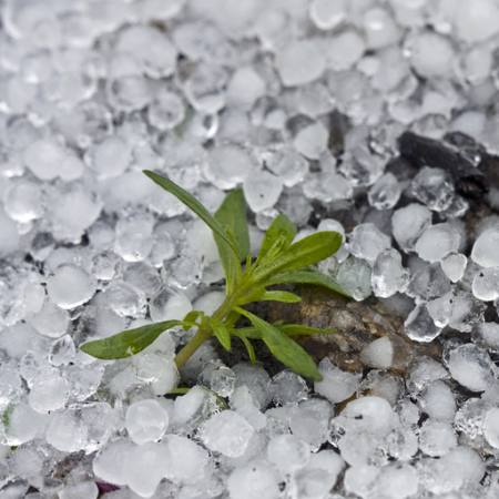 grânulos, gelo, chuva, flor, verde, planta Dantautan - Dreamstime