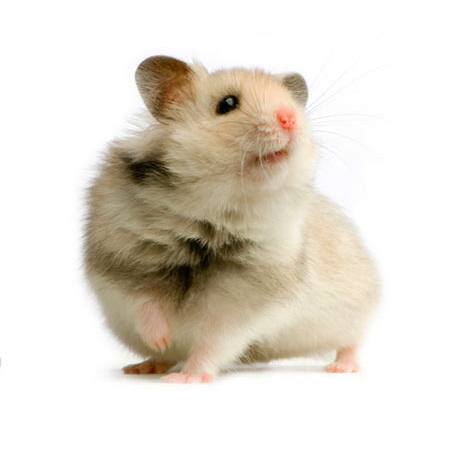 de rato, rato, animal Isselee - Dreamstime