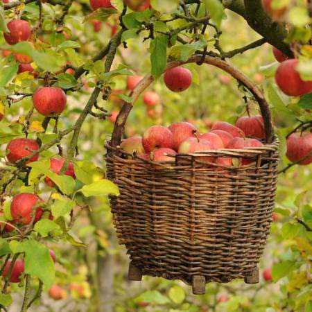 maçãs, cesta, árvore Petr  Cihak - Dreamstime