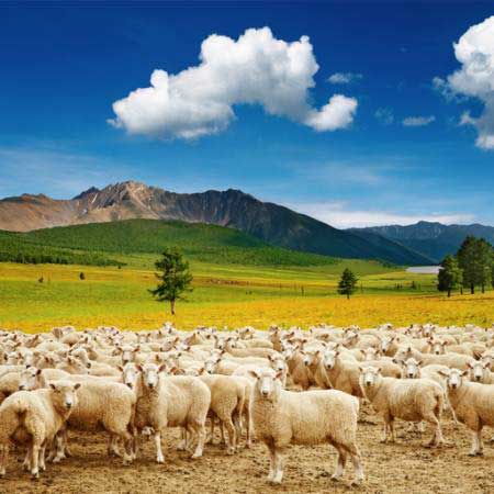 carneiros, natureza, montanha, céu, nuvem, rebanho Dmitry Pichugin - Dreamstime