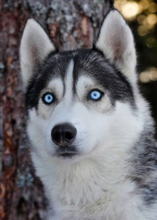 cão, olhos, azul, animal Mikael Damkier - Dreamstime