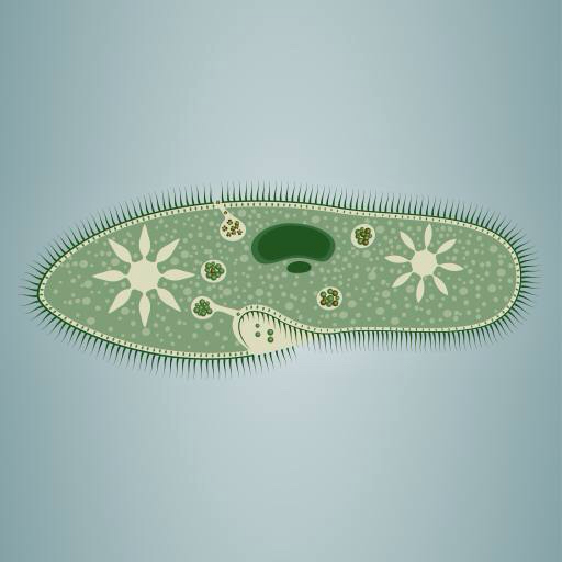 pegada, algas, verde, estrela, tecido microscópico Vladimir Zadvinskii (Vladimiraz)