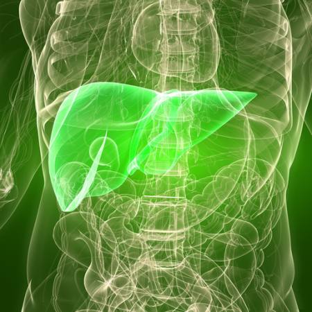 o homem, corpo, fígado, órgão Sebastian Kaulitzki - Dreamstime