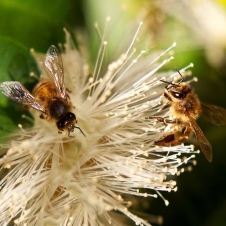 abelhas, natureza, abelha, pólen, flor Sheryl Caston - Dreamstime