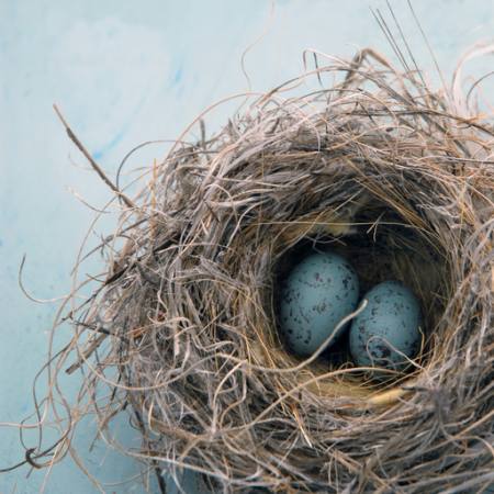 ninho, ovo, pássaro, azul, casa,  Antaratma Microstock Images © Elena Ray - Dreamstime