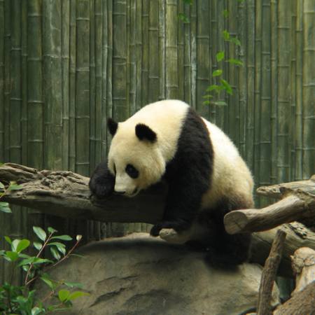 panda, urso, pequeno, preto, branco, madeira, floresta Nathalie Speliers Ufermann - Dreamstime