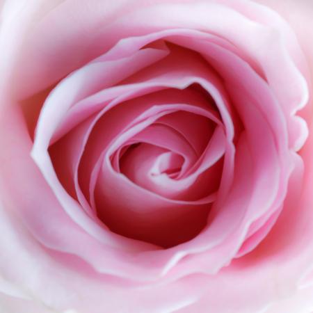 flor, rosa Misterlez - Dreamstime