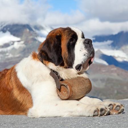 cão, barril, montanha Swisshippo - Dreamstime
