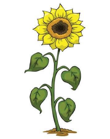 amarelo, crescer, flor, verde, planta Dedmazay - Dreamstime