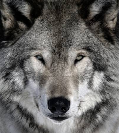 lobo, animal, selvagem, cão Alain - Dreamstime