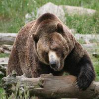 Pixwords Com a imagem urso, animal, selvagem Richard Parsons - Dreamstime