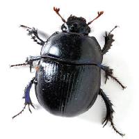 Pixwords Com a imagem insetos, preto, asas, espécie Vladvitek - Dreamstime