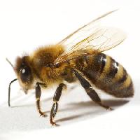 Pixwords Com a imagem abelha, mosca, mel Tomo Jesenicnik - Dreamstime