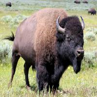 bisonte, animal, verde, búfalo, campo Alptraum - Dreamstime
