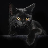 Pixwords Com a imagem gato, animal Svetlana Petrova - Dreamstime