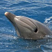 Pixwords Com a imagem animal de mar, golfinho, baleia Avslt71