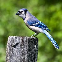 Pixwords Com a imagem pássaro, árvore, tronco, azul Wendy Slocum - Dreamstime