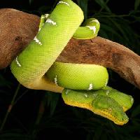 Pixwords Com a imagem serpente, selvagem, animais selvagens, ramo, verde Johnbell - Dreamstime