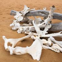 Pixwords Com a imagem ossos, areia, praia, ramo Zwawol