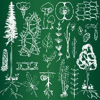 Pixwords Com a imagem verde, tiragem, desenhos, árvore, árvores, folhas, cogumelos, maçã, frutas Kytalpa