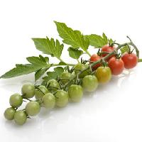 Pixwords Com a imagem frutas, legumes, tomates, tomate, verde, vermelho, folhas, comida Svetlana Foote (Saddako123)