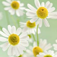 Pixwords Com a imagem flores, flor, branco, amarelo Italianestro - Dreamstime