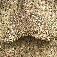 Pixwords Com a imagem borboleta, inseto, árvore, casca Wilm Ihlenfeld - Dreamstime
