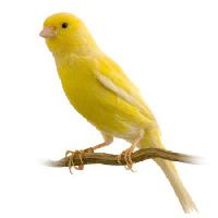 Pixwords Com a imagem pássaro, amarelo Isselee - Dreamstime