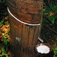 Pixwords Com a imagem A madeira, árvore, leite Anatoli Styf - Dreamstime