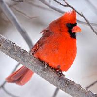 Pixwords Com a imagem pássaro, vermelho, animal, selvagem (Markwatts104)