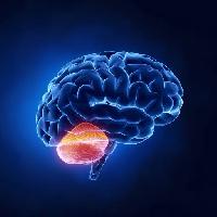 Pixwords Com a imagem de cérebro, cerebelo, cabeça, humano, cérebro Woodooart