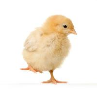 Pixwords Com a imagem galinha, animal, ovo, amarelo Isselee - Dreamstime
