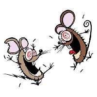 Pixwords Com a imagem rato, ratos, insano, feliz, dois Donald Purcell - Dreamstime