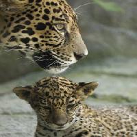Pixwords Com a imagem animal, animais, bebê, jardim zoológico Jxpfeer - Dreamstime